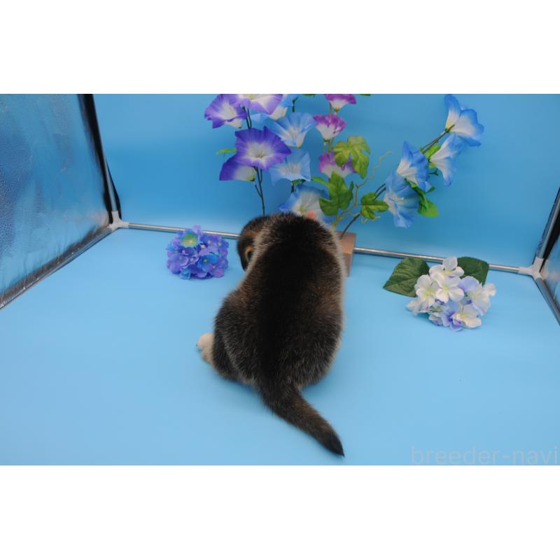 販売中の岡山県のミックス犬-399891の2枚目